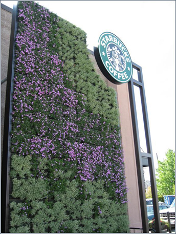 green walls starbucks Green Walls - Starbucks