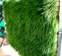 greenwalls-wheatgrass Greenwalls - wheatgrass