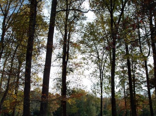 100_5447 Trees