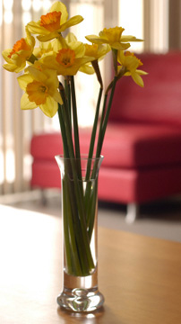 daffodils