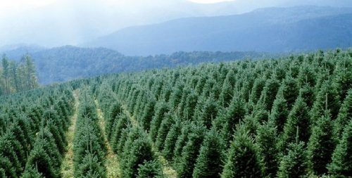Christmas Trees – a North Carolina Tradition | Karen's Perspective