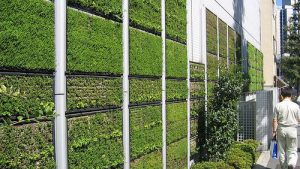 Green Walls by Nature!