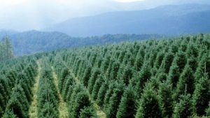 Christmas Trees - A North Carolina Tradition